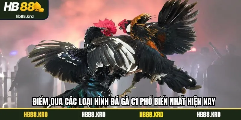 Điểm qua các loại hình đá gà C1 phổ biến nhất hiện nay